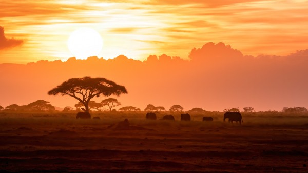 A herd of African elephants walking in Amboseli at sunset.